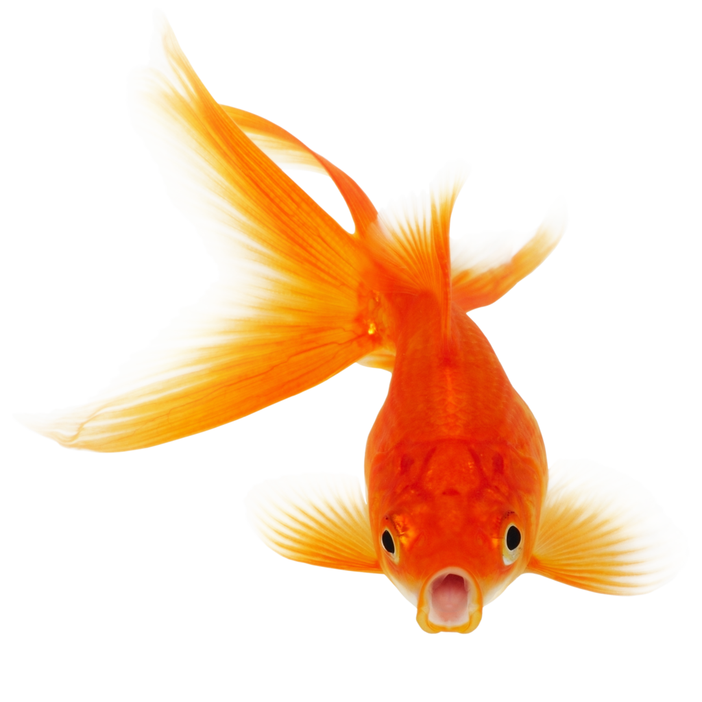 Goldfish By Hrtddy Goldfish By Hrtddy - Goldfish, Transparent background PNG HD thumbnail
