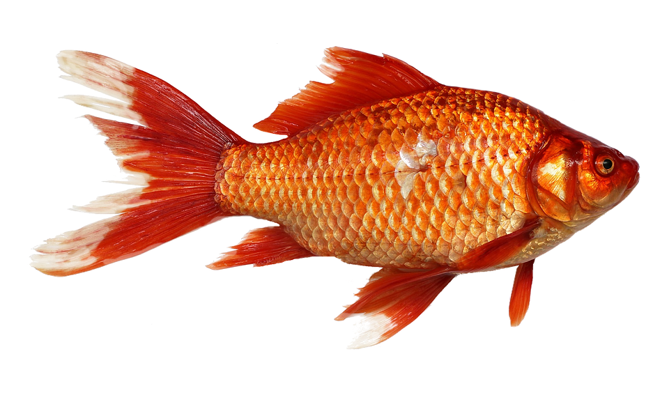 Goldfish, Carp, Fish, Transparent Background, Orange - Goldfish, Transparent background PNG HD thumbnail