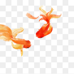 Goldfish Ink Material Picture, Goldfish, Ink, Golden Png And Psd - Goldfish, Transparent background PNG HD thumbnail