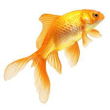 Image Result For Goldfish | Swimming With The Fishes | Pinterest | Goldfish - Goldfish, Transparent background PNG HD thumbnail