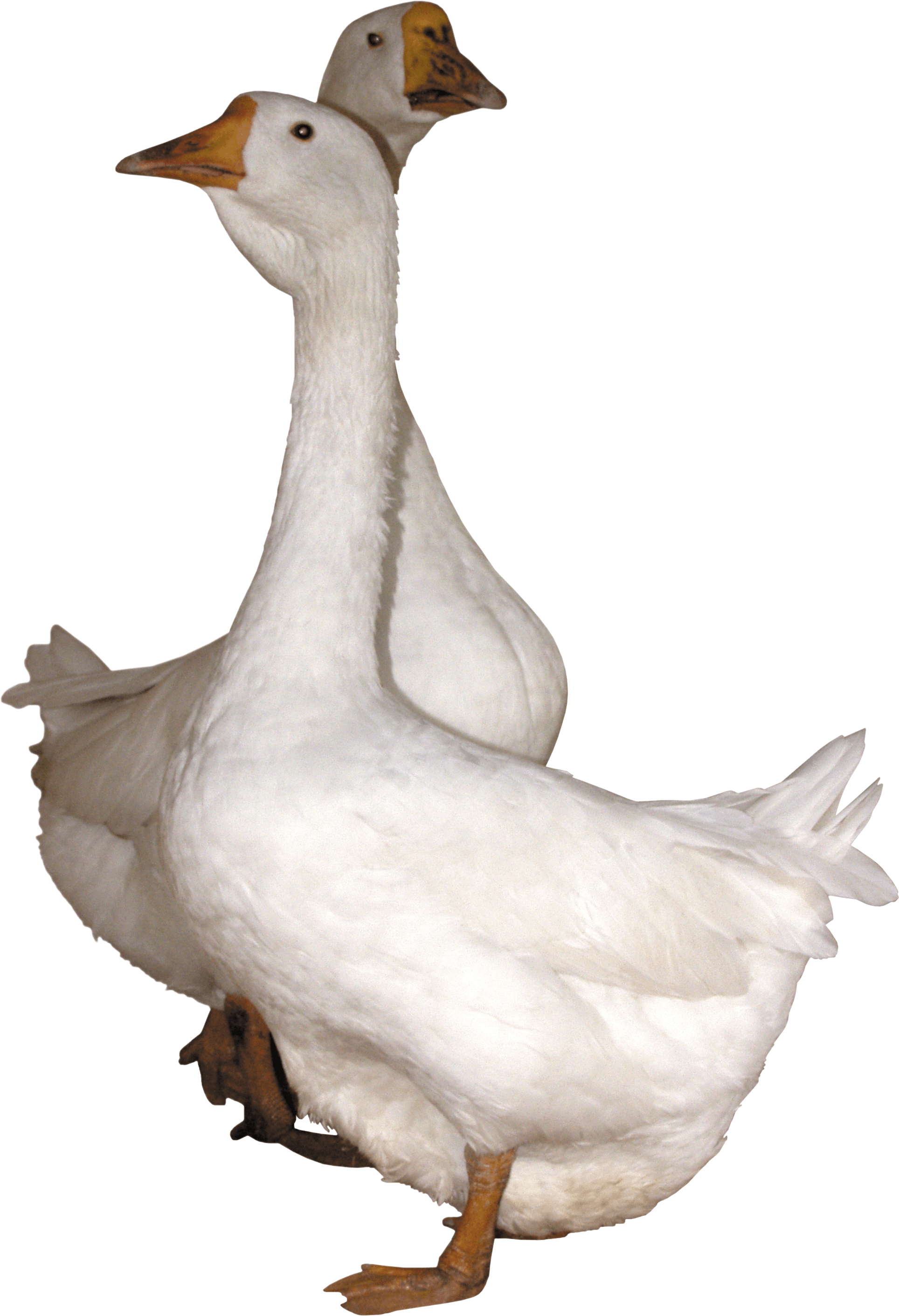 Goose PNG Picture