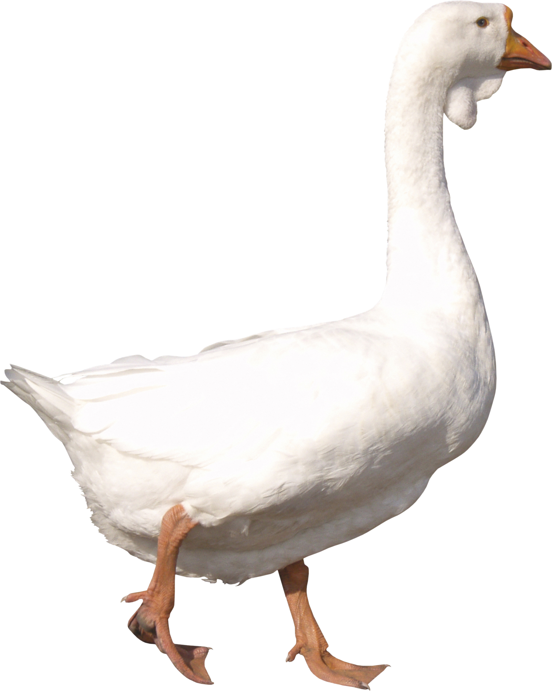 White Goose Png - Goose, Transparent background PNG HD thumbnail