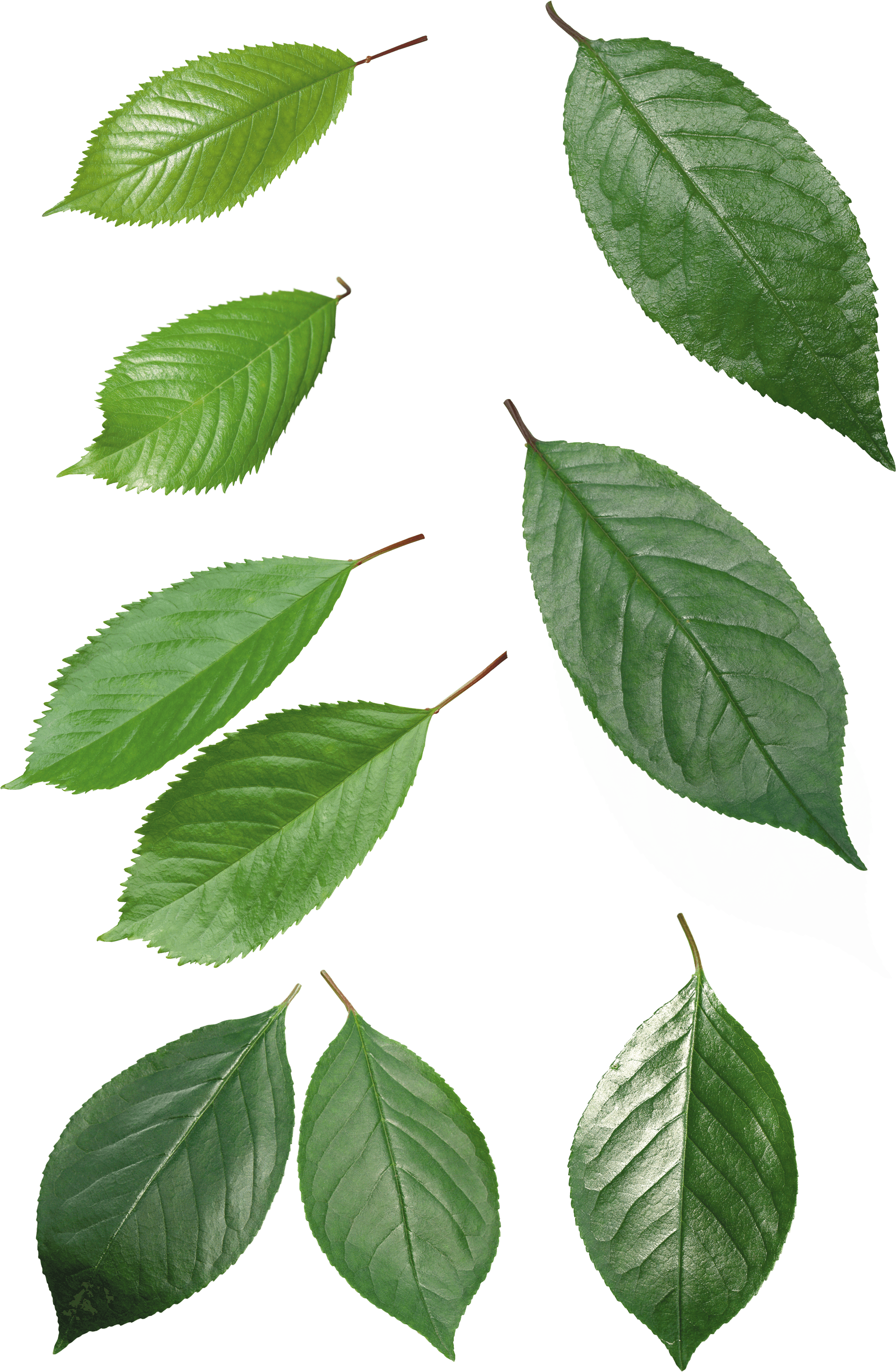 Green Leaves Transparent Back
