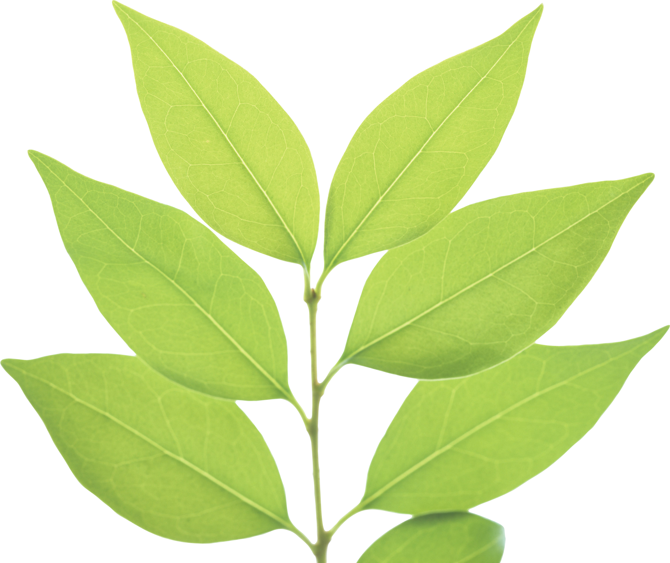 Green Leaf Png - Green Leaves, Transparent background PNG HD thumbnail
