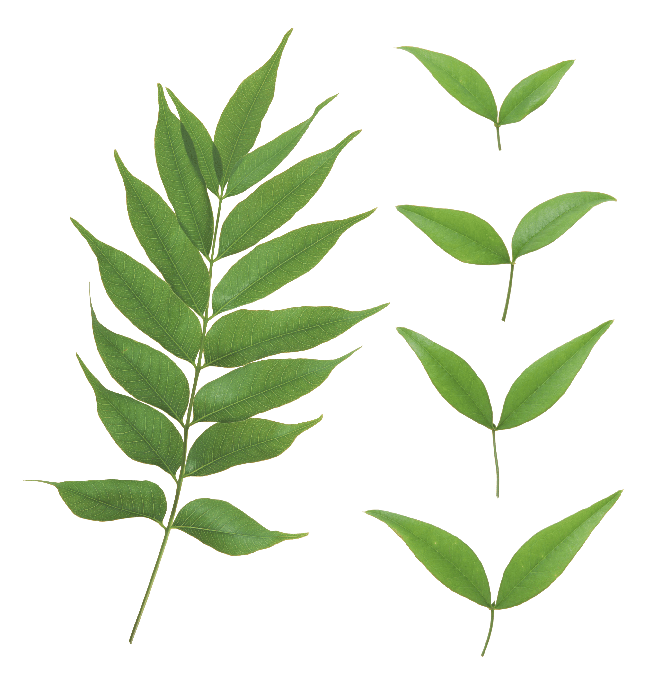 Png Green Leaves - Green Leaf Png Png Image, Transparent background PNG HD thumbnail