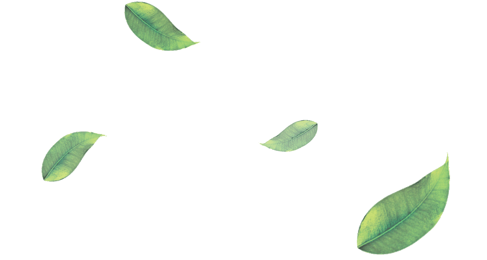 Png Green Leaves - Leaf Png Image #38628, Transparent background PNG HD thumbnail