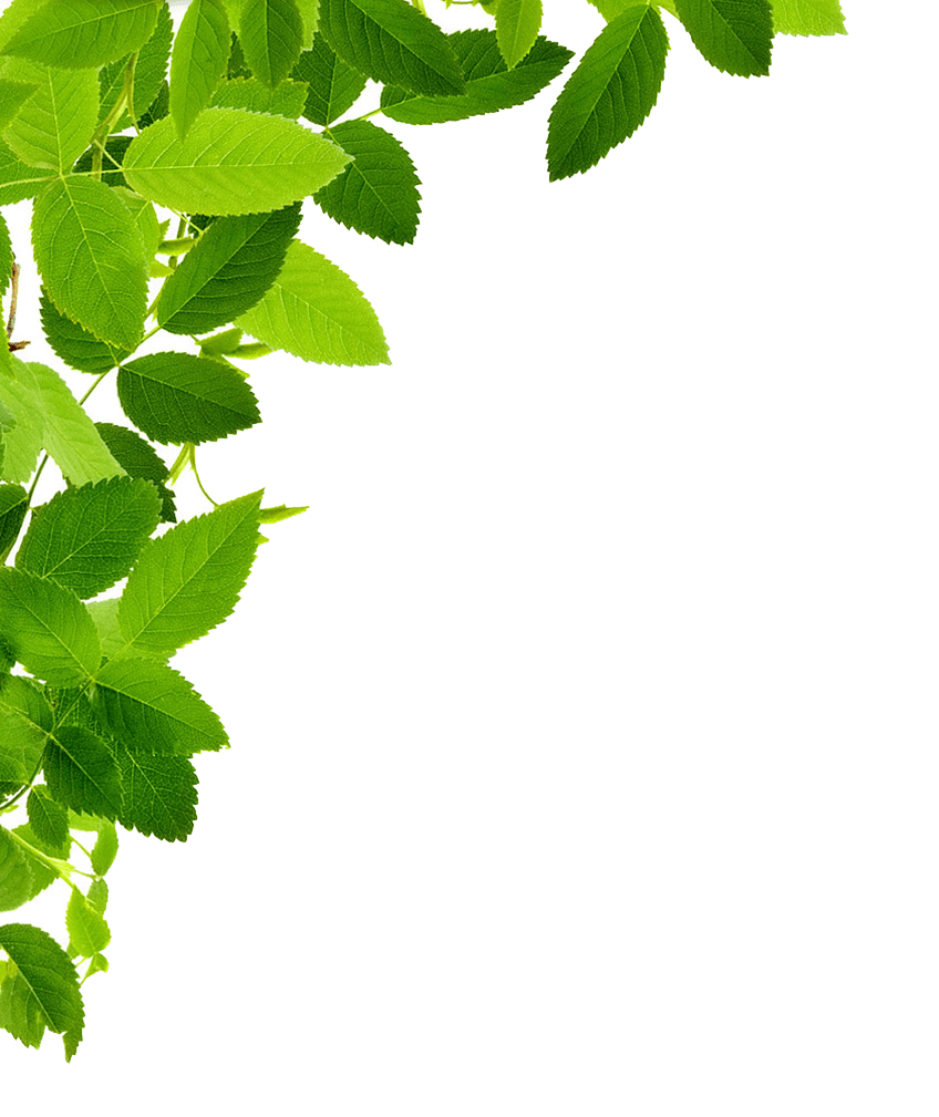 Leaves Left Corner - Green Leaves, Transparent background PNG HD thumbnail