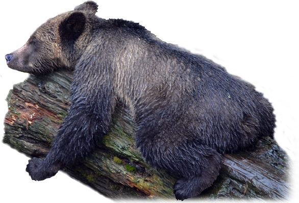 Png Grizzly Bear Hdpng.com 586 - Grizzly Bear, Transparent background PNG HD thumbnail