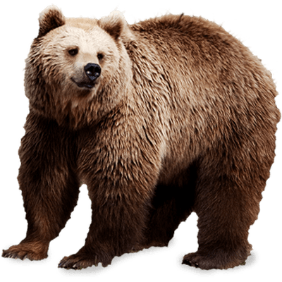 Brown Bear - Grizzly Bear, Transparent background PNG HD thumbnail