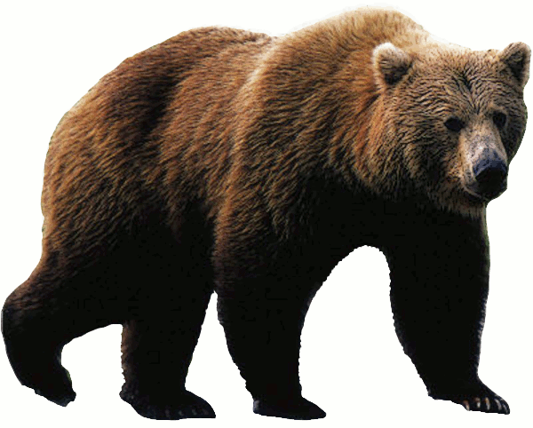 Download Pngtransparent Pngwebpjpg. - Grizzly Bear, Transparent background PNG HD thumbnail