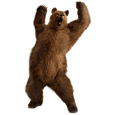 Fighting Bear - Grizzly Bear, Transparent background PNG HD thumbnail