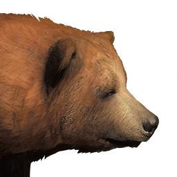 File:grizzly Bear Male Common.png - Grizzly Bear, Transparent background PNG HD thumbnail