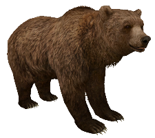 Gcv4Kmo.png - Grizzly Bear, Transparent background PNG HD thumbnail