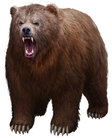 Grizzly Bear.png - Grizzly Bear, Transparent background PNG HD thumbnail