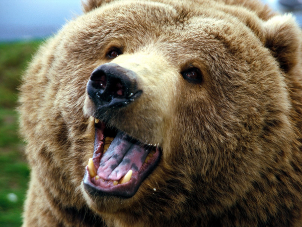 Png: Small · Medium · Large - Grizzly Bear, Transparent background PNG HD thumbnail