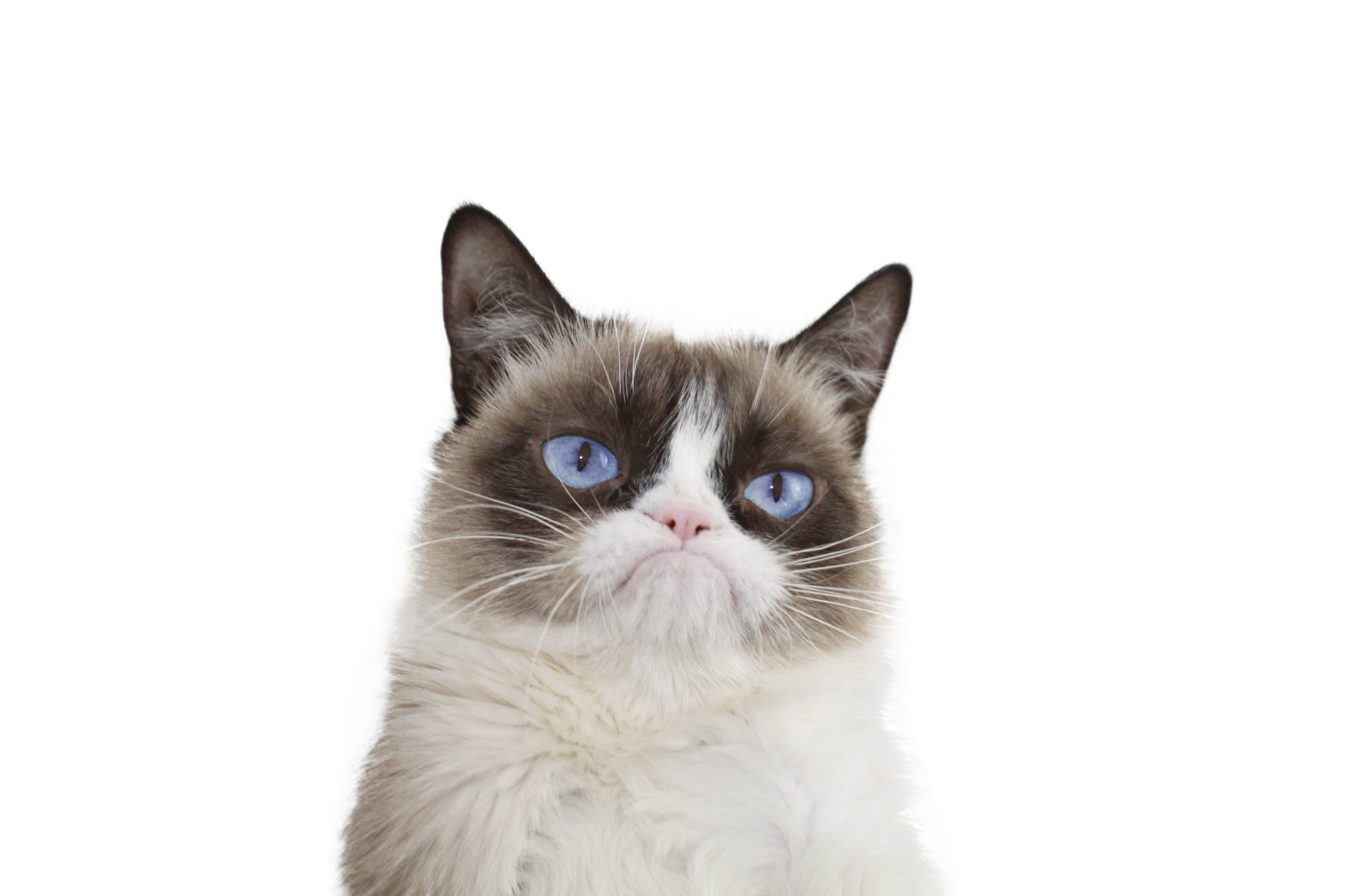 The Official Grumpy Cat added