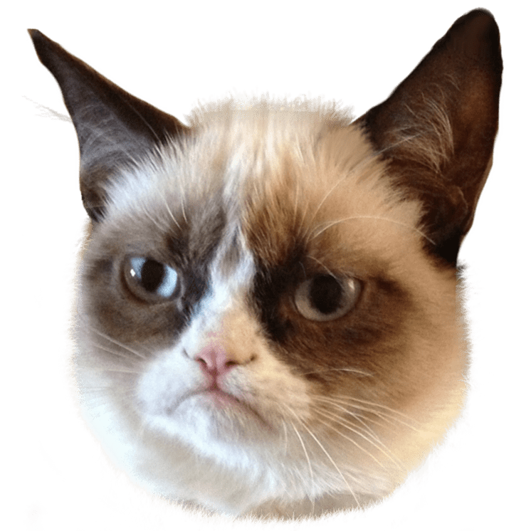 PNG Grumpy Cat-PlusPNG.com-90