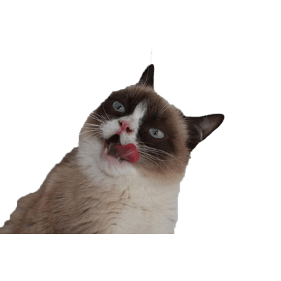 Grumpy Cat Tongue - Grumpy Cat, Transparent background PNG HD thumbnail