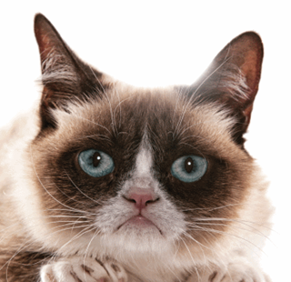 Why The Frown? Youu0027Re An Internet Sensation! (Chris Barr Photography) - Grumpy Cat, Transparent background PNG HD thumbnail