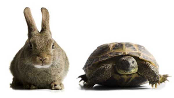 Png Hare And Tortoise Hdpng.com 600 - Hare And Tortoise, Transparent background PNG HD thumbnail