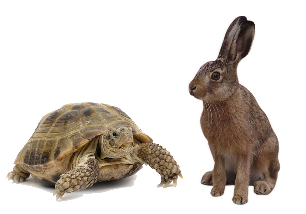 Pravs J  Hare And Tortoise   The Story Doesnu0027T End Here.jpg - Hare And Tortoise, Transparent background PNG HD thumbnail