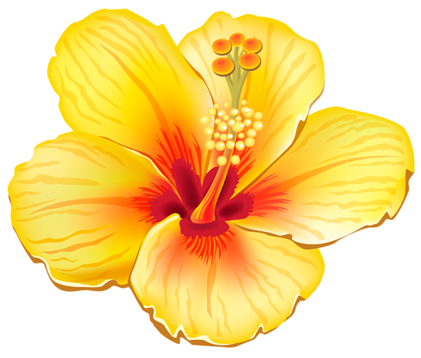 Yellow Exotic Flower Png Clipart Picture - Hawaiian Flower, Transparent background PNG HD thumbnail