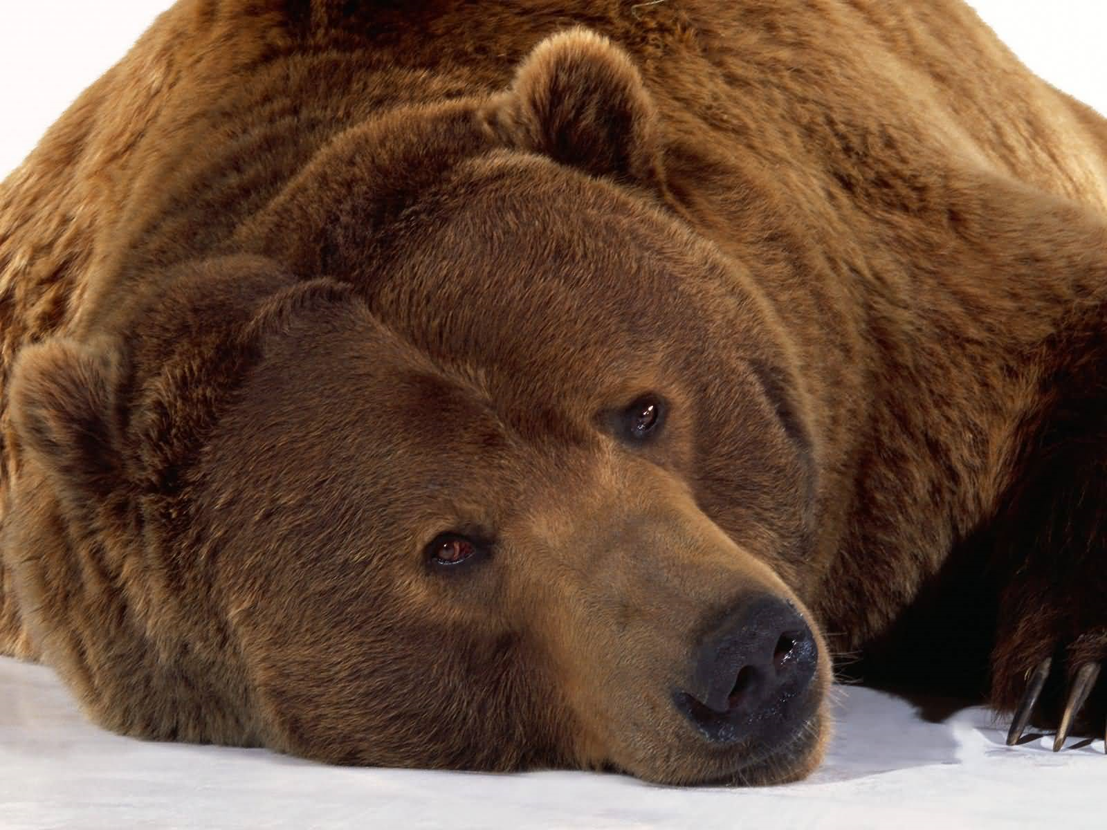 Grizzly Bear Just Looks Like A Big Teddy Bear - Bear, Transparent background PNG HD thumbnail