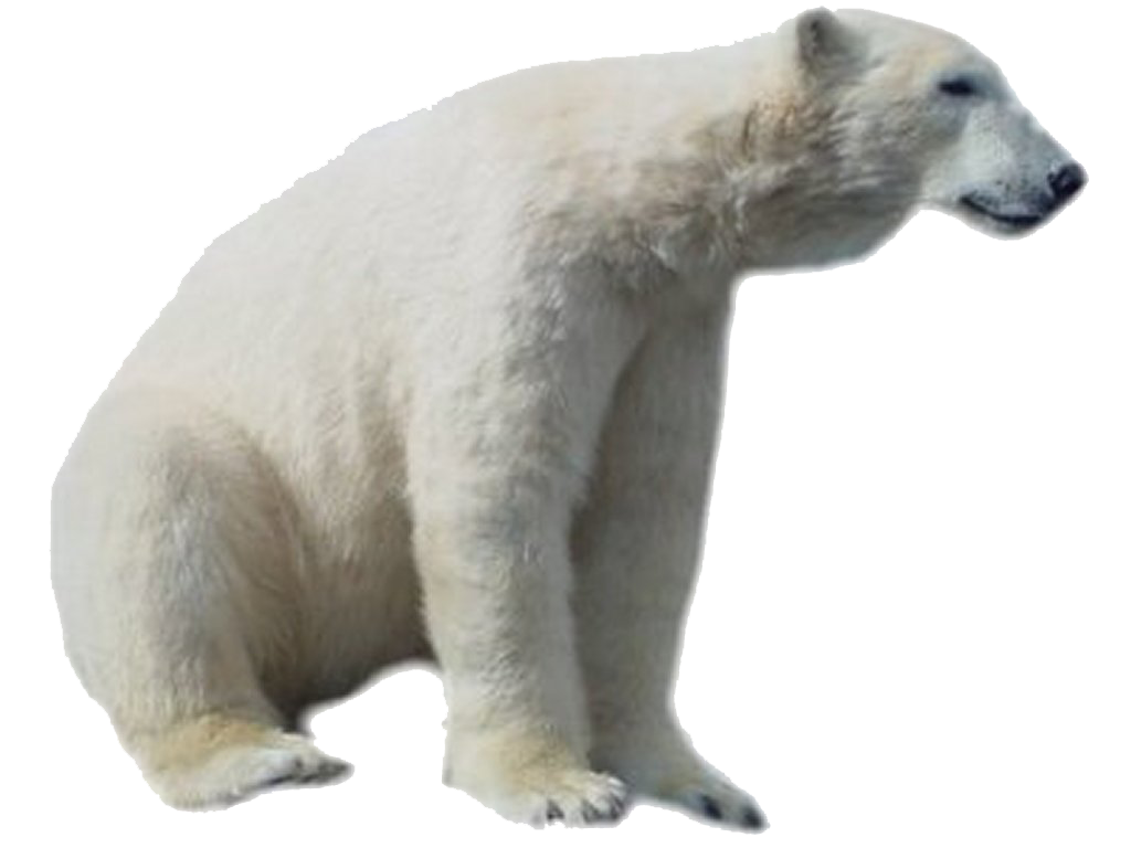 Polar Bear Png Hd - Bear, Transparent background PNG HD thumbnail