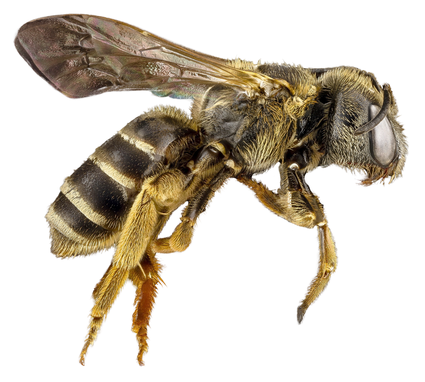 Png Hd Bee Hdpng.com 1350 - Bee, Transparent background PNG HD thumbnail
