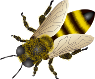 Png Hd Bee Hdpng.com 192 - Bee, Transparent background PNG HD thumbnail