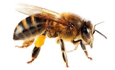 Bee Png Image - Bee, Transparent background PNG HD thumbnail