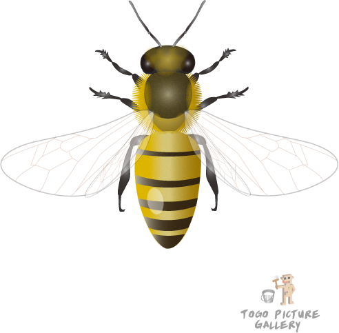 File:honeybee By Togopic.png - Bee, Transparent background PNG HD thumbnail