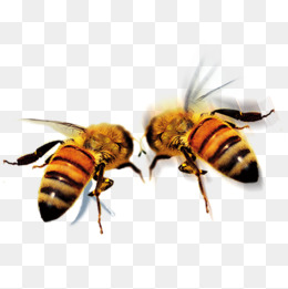 Hd Bee, Bee, Insect, Animal Png Image - Bee, Transparent background PNG HD thumbnail