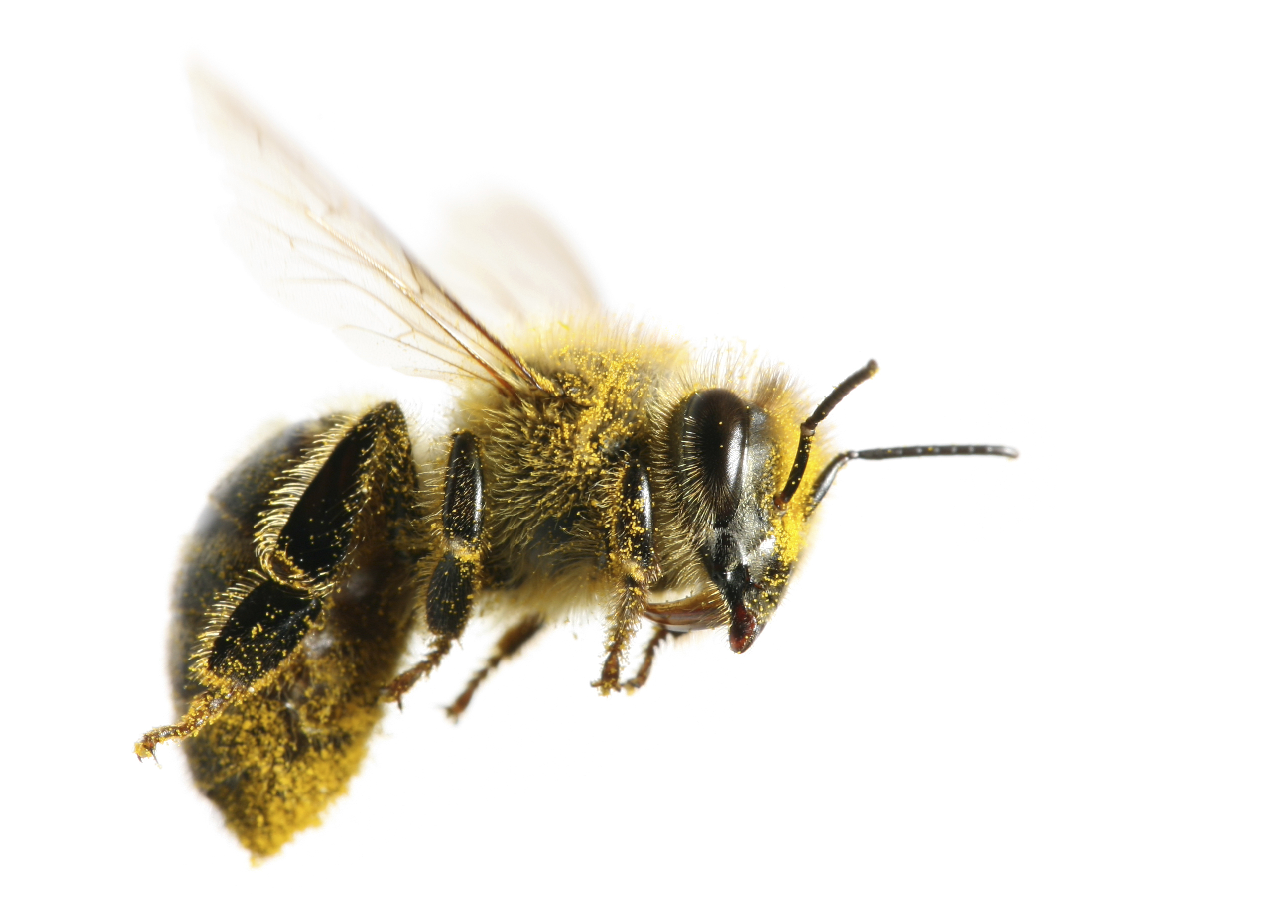 Honey Bee Key Facts   Friends Of The Honey Bee - Bee, Transparent background PNG HD thumbnail