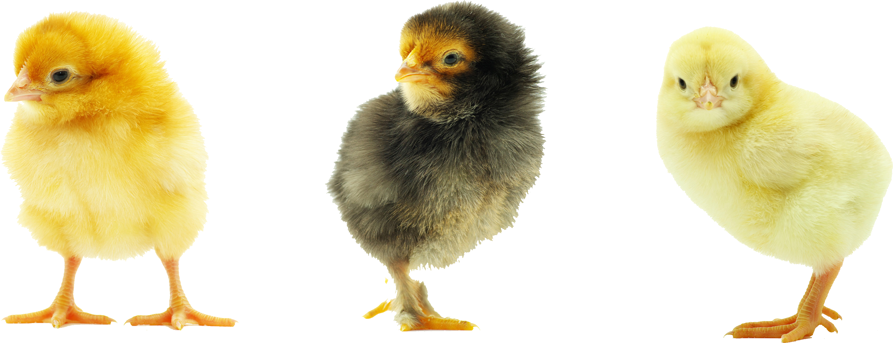 Baby Chicken Transparent Background - Chicken, Transparent background PNG HD thumbnail