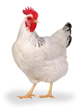 Broiler - Chicken, Transparent background PNG HD thumbnail
