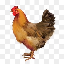 Hen - Chicken, Transparent background PNG HD thumbnail