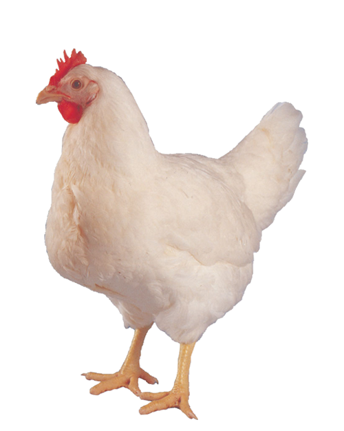 Sa39S Breeder Hen - Chicken, Transparent background PNG HD thumbnail