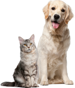 Png Hd Dogs And Cats Hdpng.com 260 - Dogs And Cats, Transparent background PNG HD thumbnail