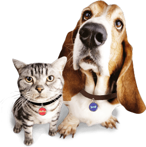 Png Hd Dogs And Cats Hdpng.com 299 - Dogs And Cats, Transparent background PNG HD thumbnail
