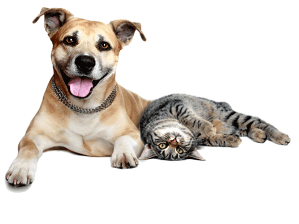 Png Hd Dogs And Cats Hdpng.com 600 - Dogs And Cats, Transparent background PNG HD thumbnail