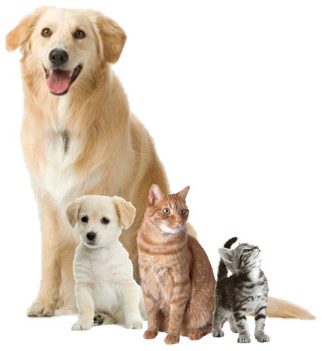 2 Dogs And 2 Cats  Png By Laki10 Hdpng.com  - Dogs And Cats, Transparent background PNG HD thumbnail
