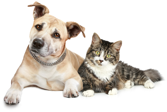 As Your Dog Or Cat Grows Up, Ensure That They Will Always Have Access To The Best Possible Care That They Need With Our Adult Dog U0026 Cat Healthy Pet Club Hdpng.com  - Dogs And Cats, Transparent background PNG HD thumbnail
