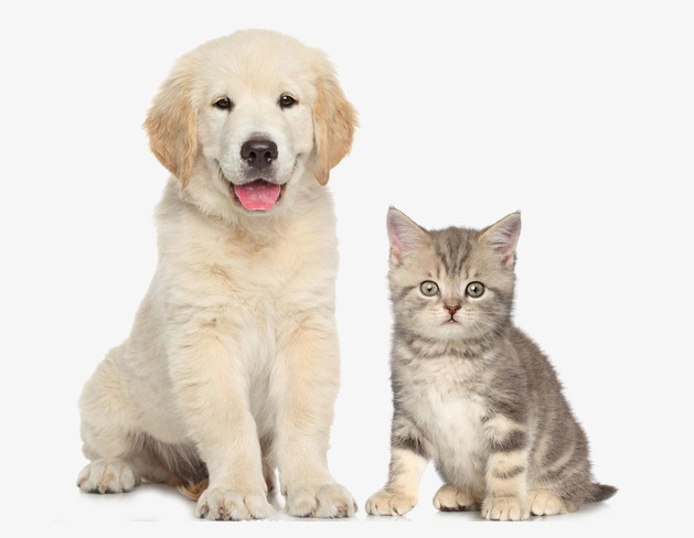Cute Cats And Dogs, Cute Puppy, Cute Kittens, Cats And Dogs A Png - Dogs And Cats, Transparent background PNG HD thumbnail