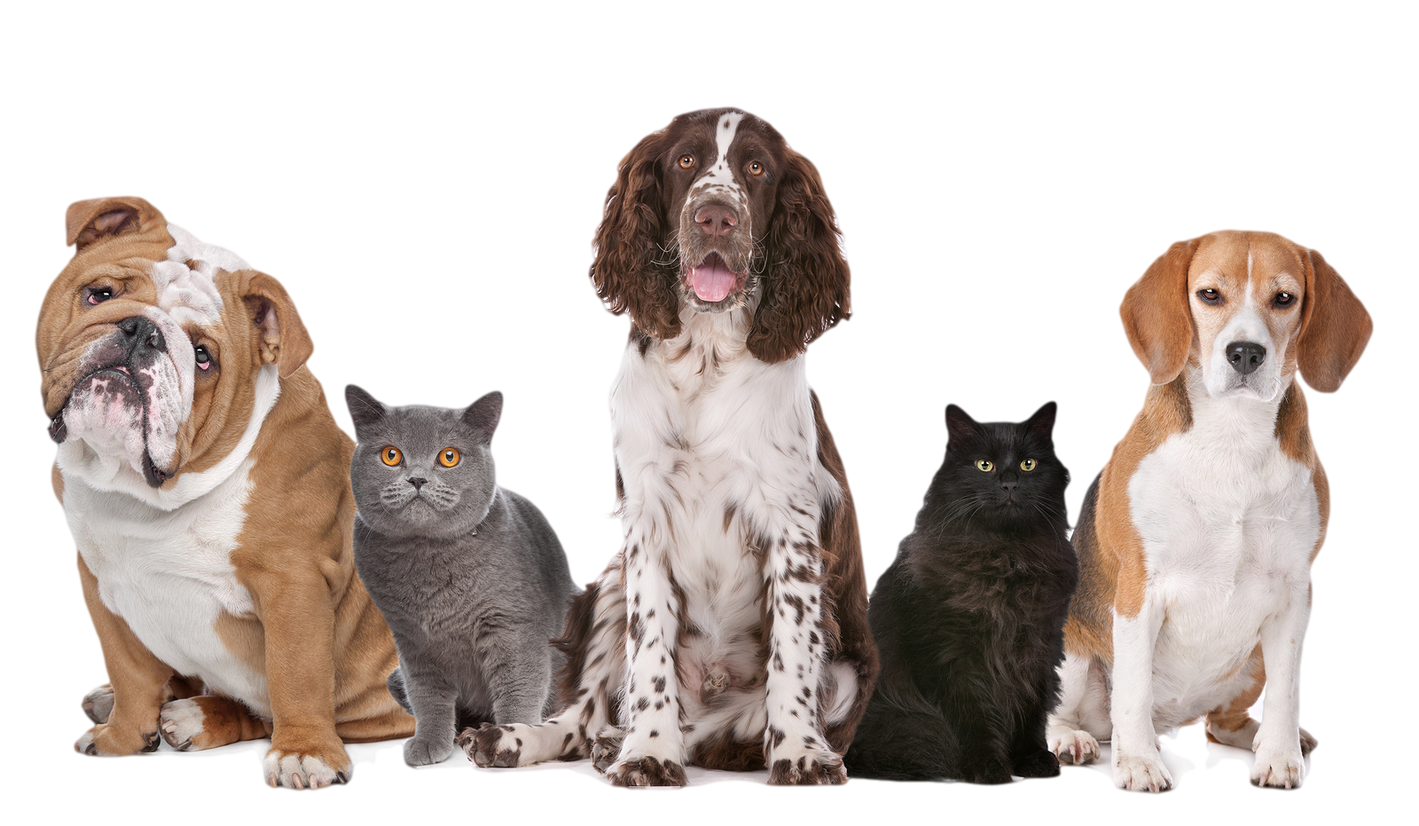 Dog Png Transparent Image - Dogs And Cats, Transparent background PNG HD thumbnail