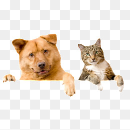 Dogs And Cats, Dog, Cat, Puppy Png Image - Dogs And Cats, Transparent background PNG HD thumbnail