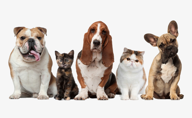 Pet Dogs And Cats, Pet, Dog, Cat Free Png Image - Dogs And Cats, Transparent background PNG HD thumbnail