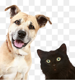 Pictures Of Dogs And Cats, Dog, Cat, Animal Png Image - Dogs And Cats, Transparent background PNG HD thumbnail
