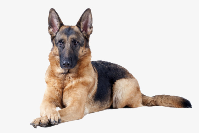 Black Dog Back Hd Clips, Dogs, Detection Dog, Animal Free Png Image - Dogs, Transparent background PNG HD thumbnail