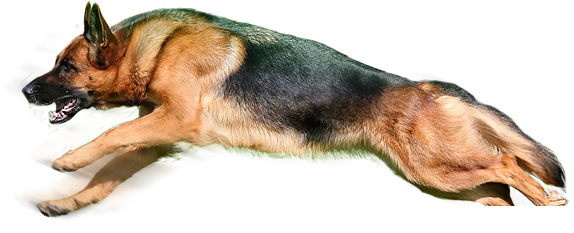 Dog Png Image - Dogs, Transparent background PNG HD thumbnail